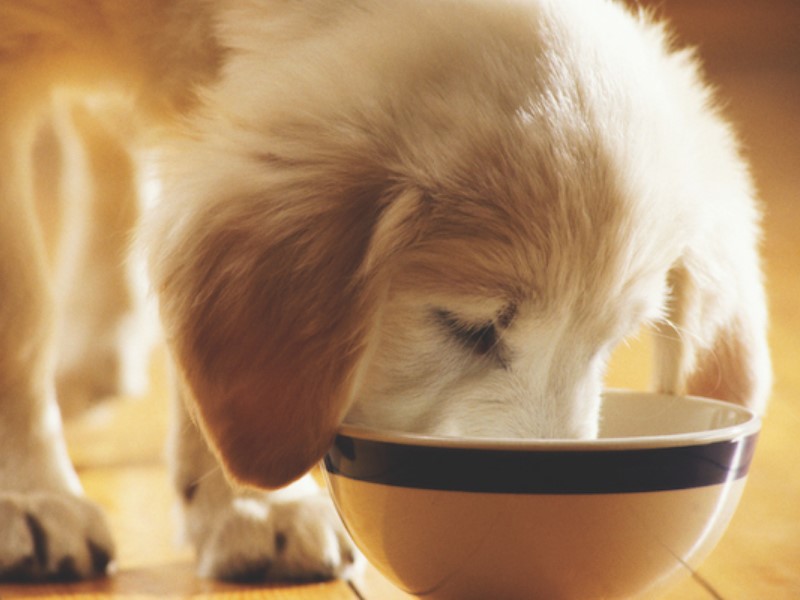 Hladno stiskana hrana za pse je hipoalergena-