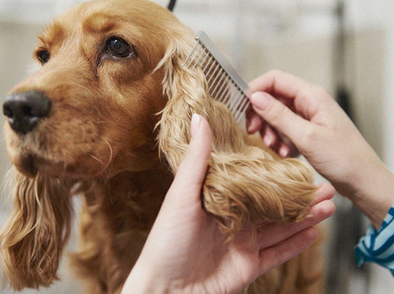 Čiščenje pasjega kožuha pri težavah s pasjimi bolhami.