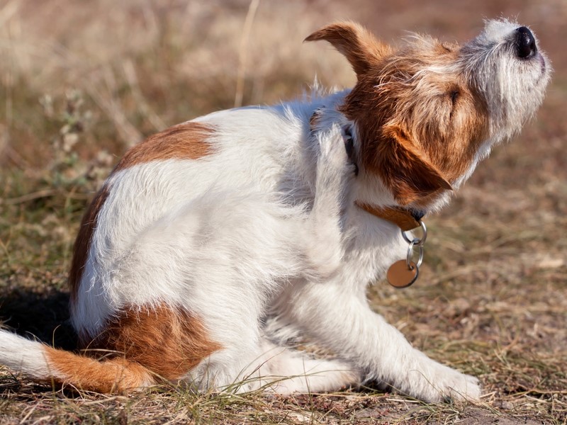  Znake alergije pri psu nakazuje prekomerno praskanje delov telesa.