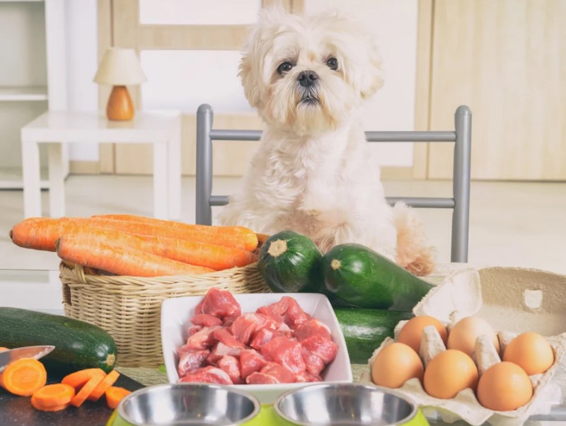Pravilna in skrbno izbrana kakovostna pasja hrana
