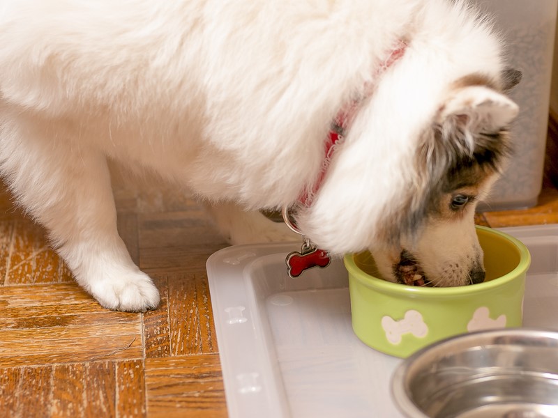 Zdrava hrana za pse v različnih oblikah