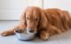 Kakovostna hrana za pse z bogatimi minerali in vitamini