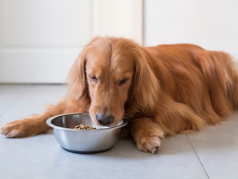 Kakovostna hrana za pse z bogatimi minerali in vitamini